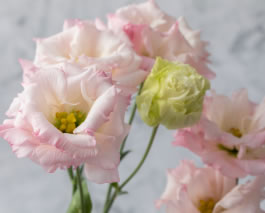 トルコギキョウ