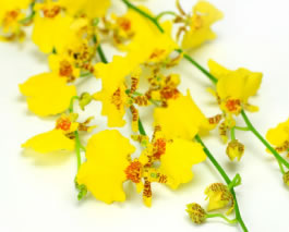 洋ラン（オンシジウム）