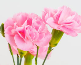 カーネーション